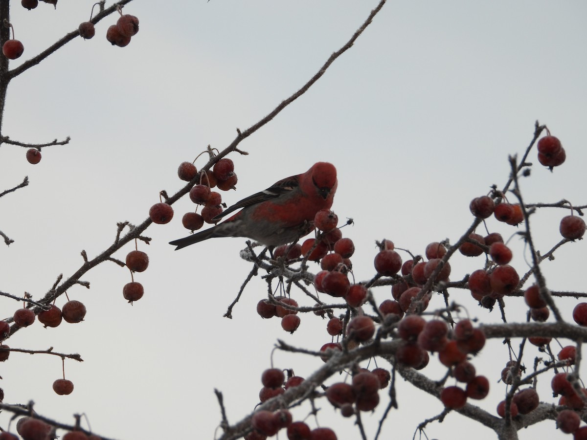 Tayga Çütresi - ML646789731