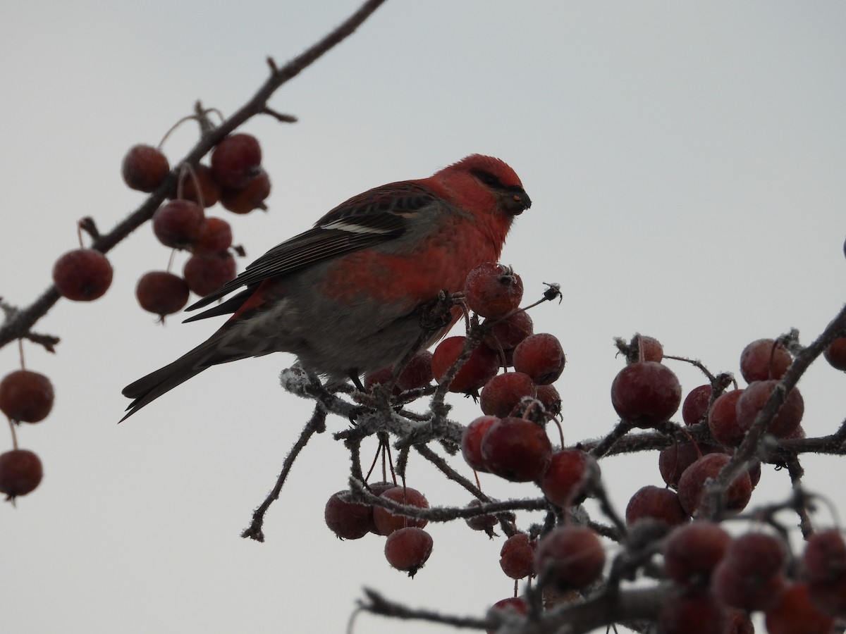 Tayga Çütresi - ML646789732