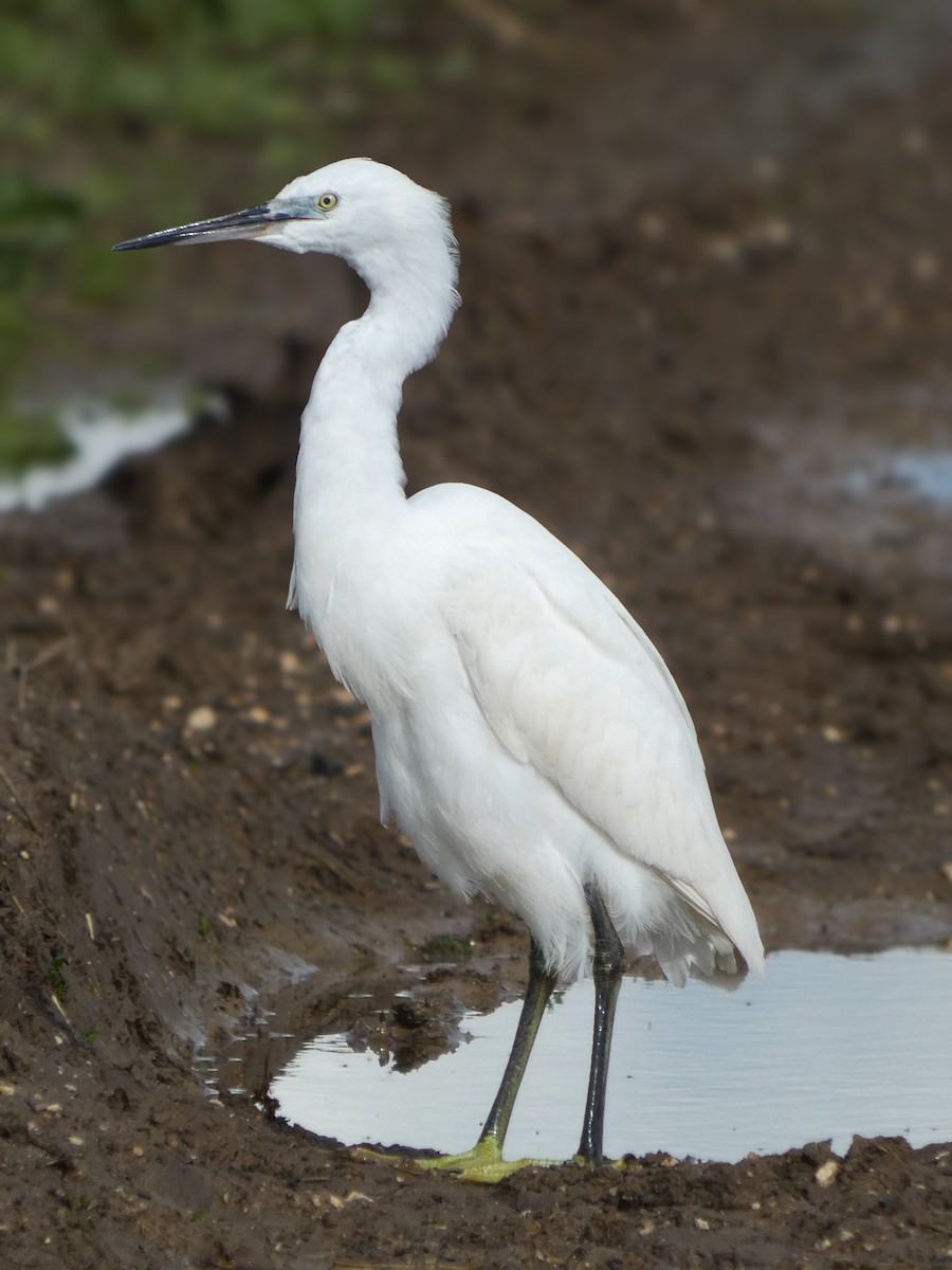 Little Egret - ML646789735