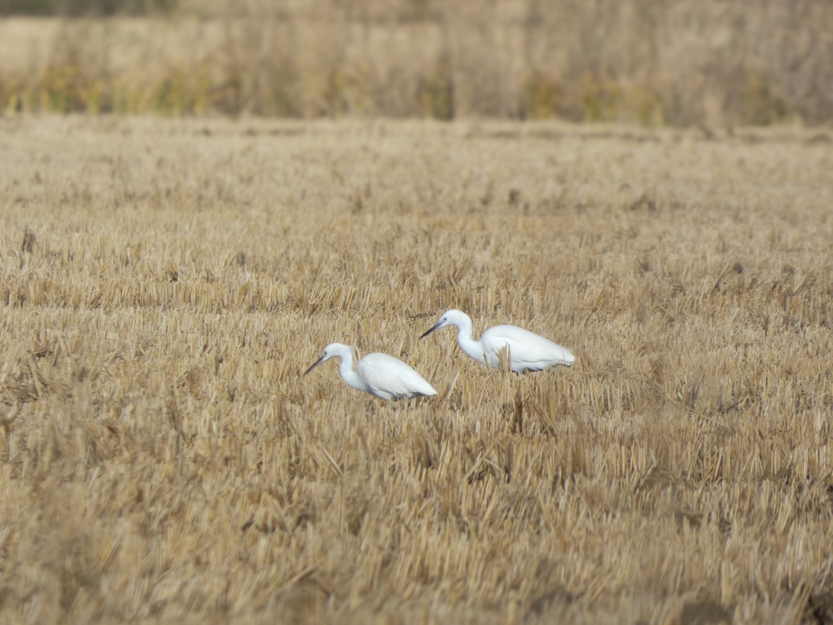 Little Egret - ML646789736