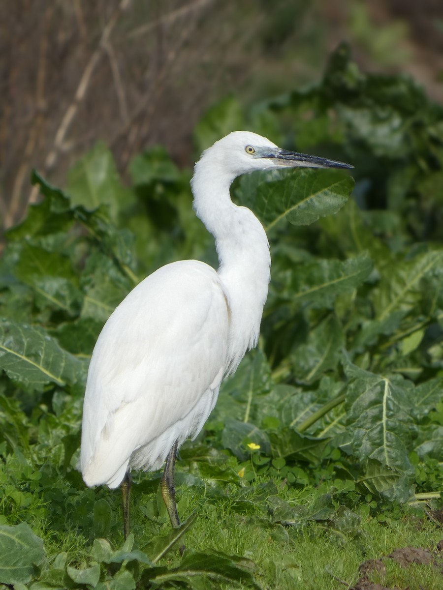 Little Egret - ML646789737