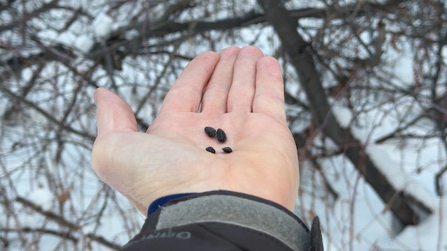 Гаїчка світлокрила - ML646789738