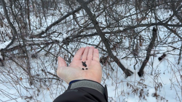 Гаїчка світлокрила - ML646789739