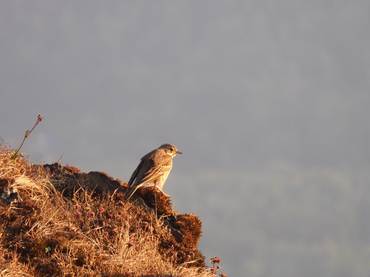 Tree Pipit - ML646789742