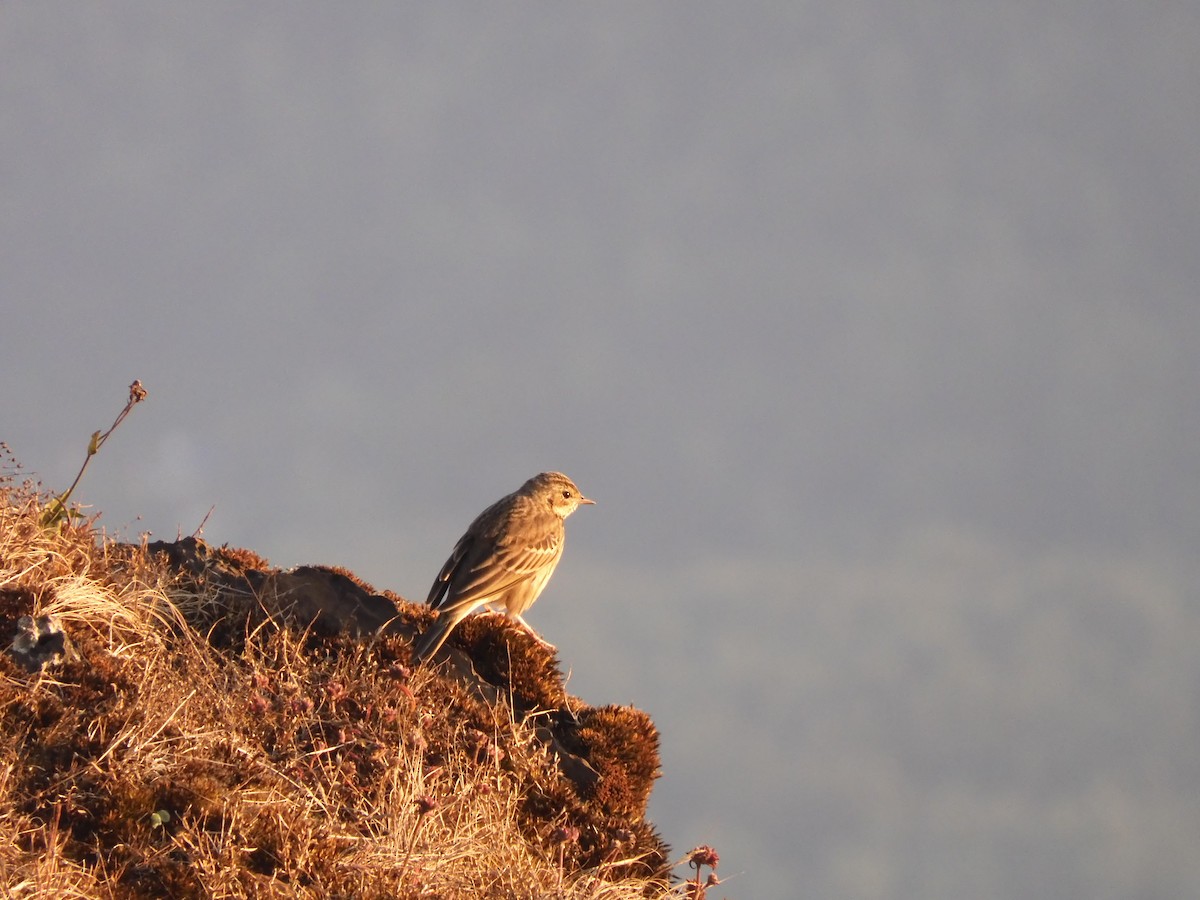 Tree Pipit - ML646789743