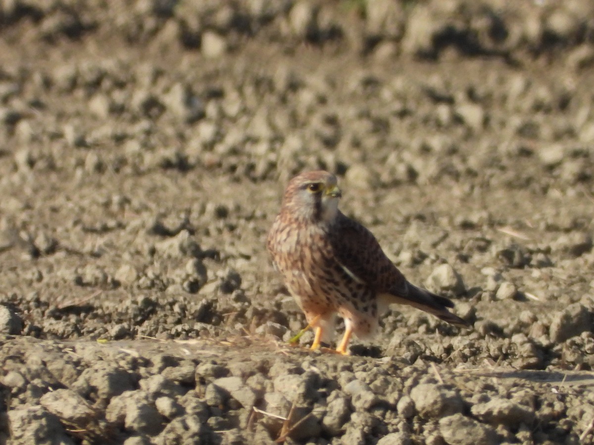 Kerkenez - ML646789744