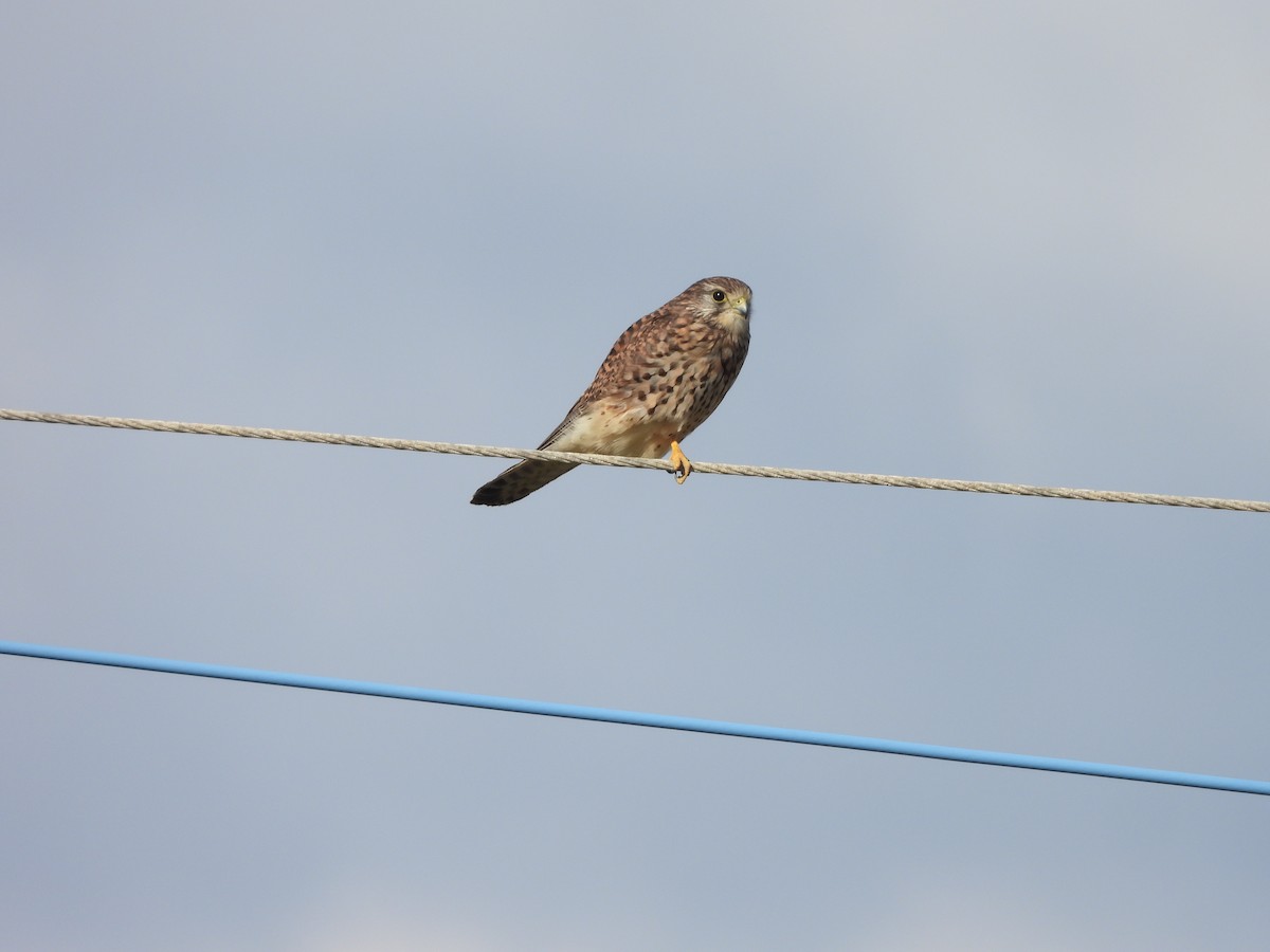 Kerkenez - ML646789745