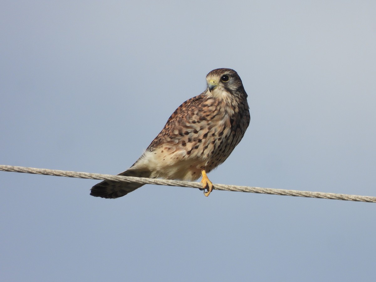 Kerkenez - ML646789746