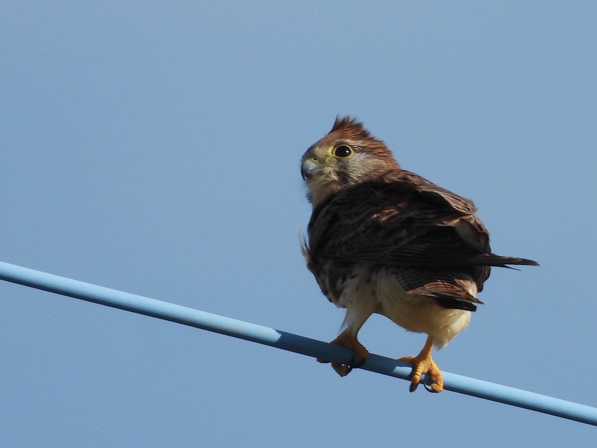 Kerkenez - ML646789748