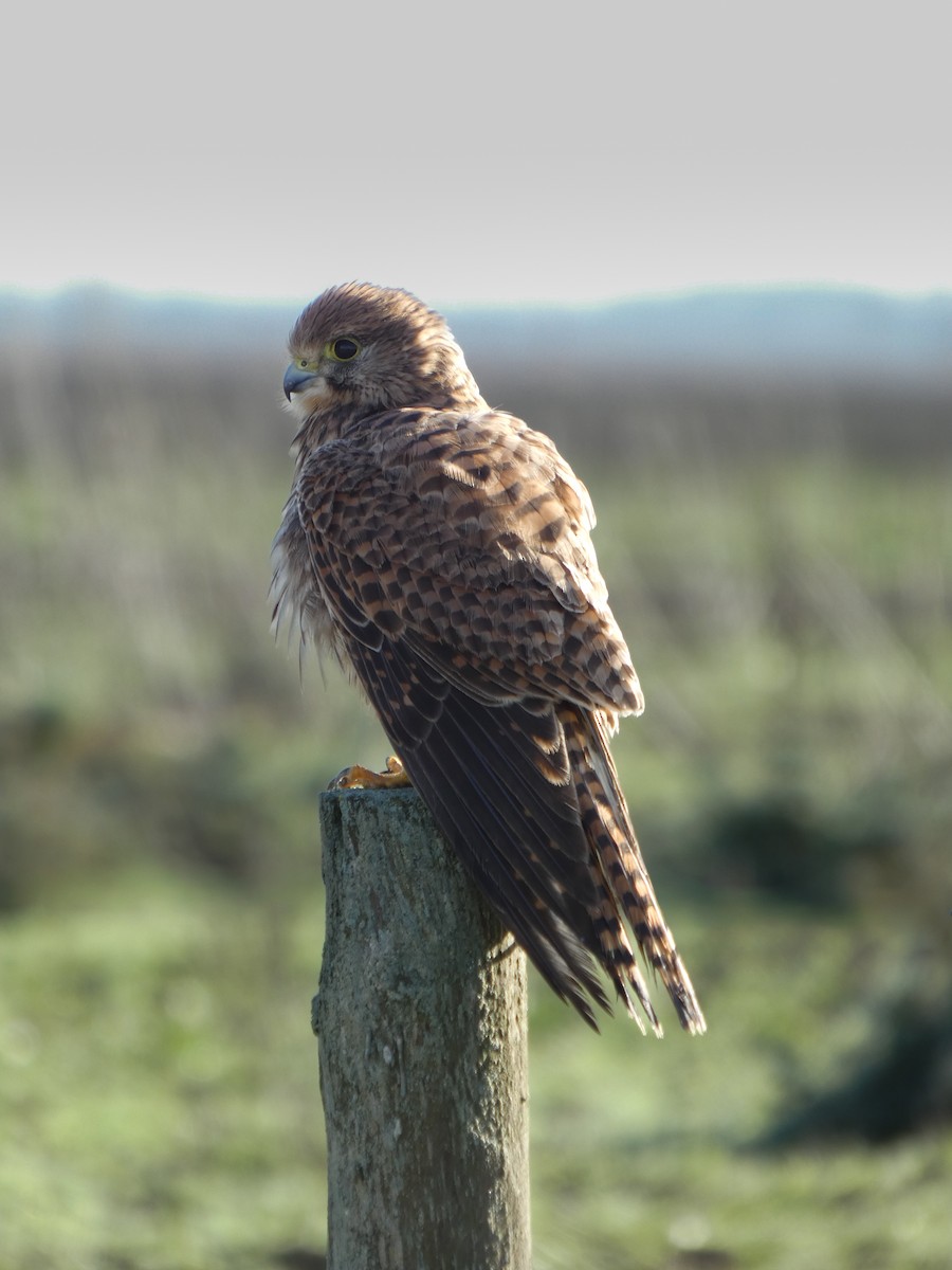 Eurasian Kestrel - ML646789750