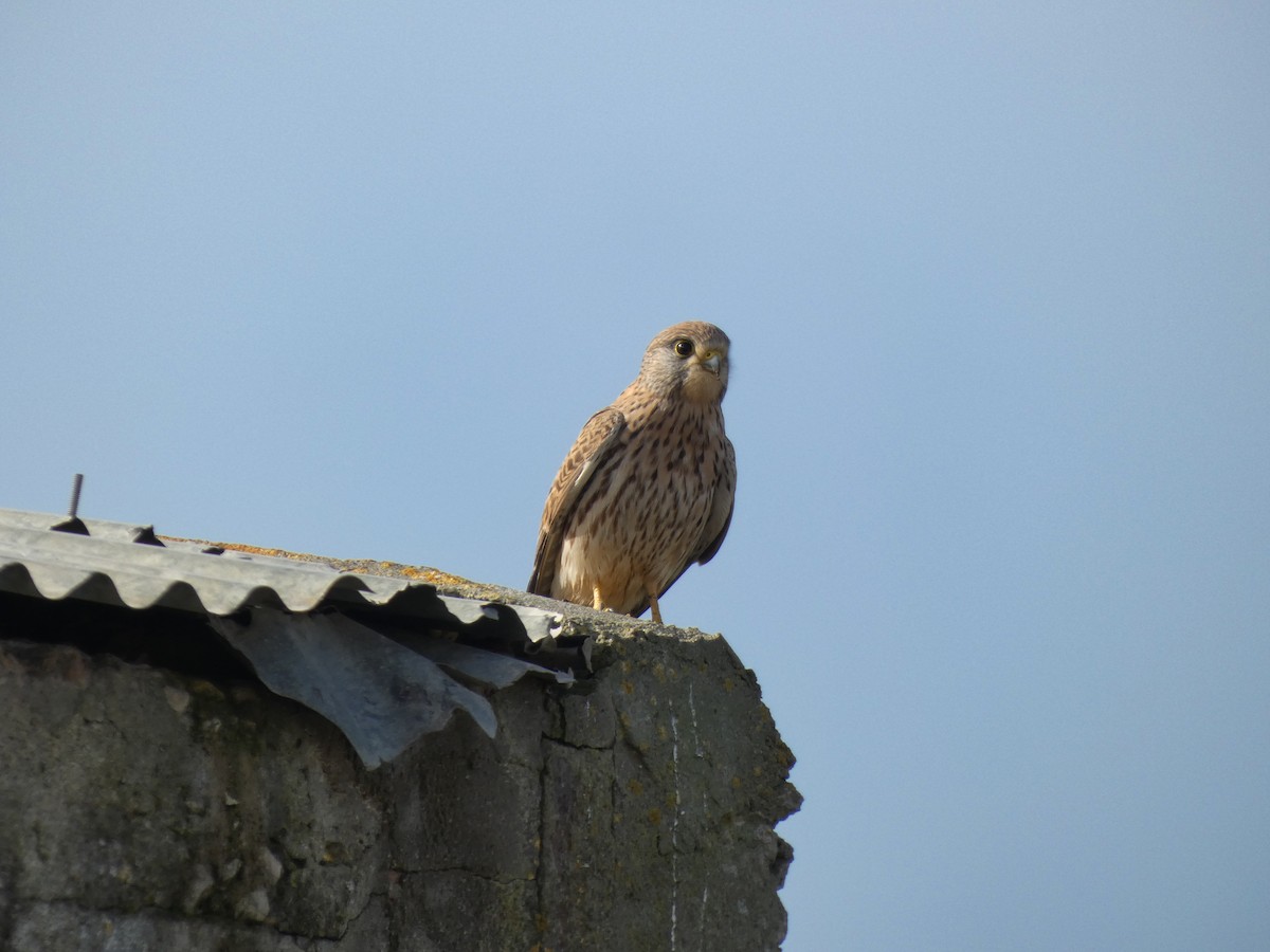 Eurasian Kestrel - ML646789751