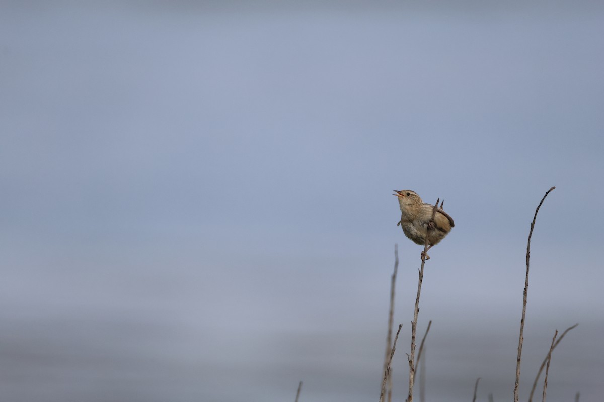Grass Wren - ML646789752