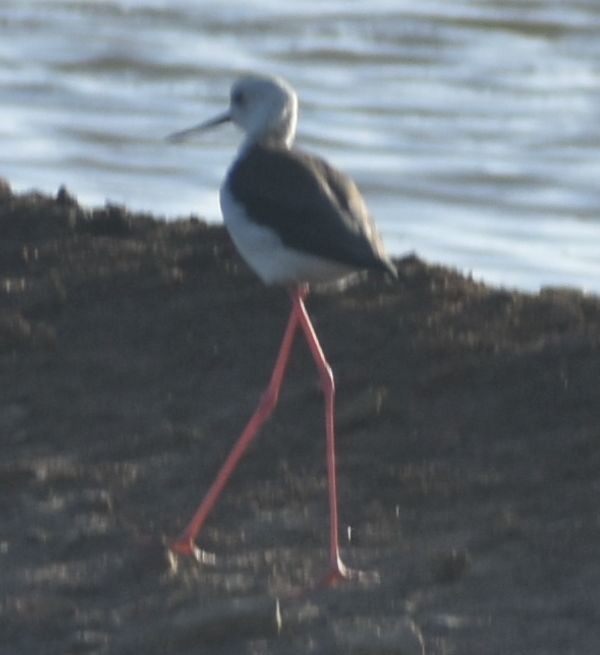 Black-winged Stilt - ML646789753