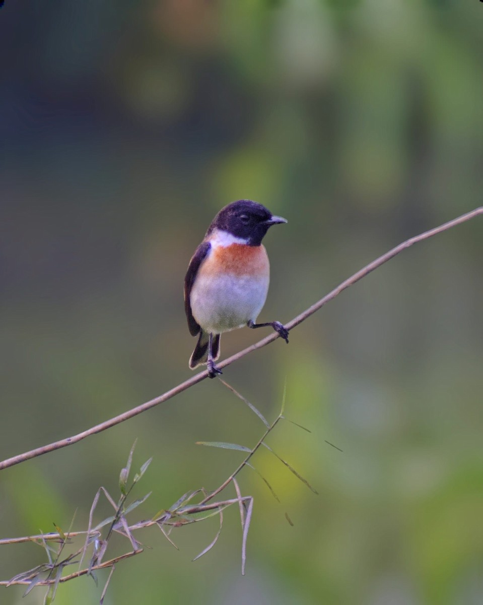 White-tailed Stonechat - ML646789754