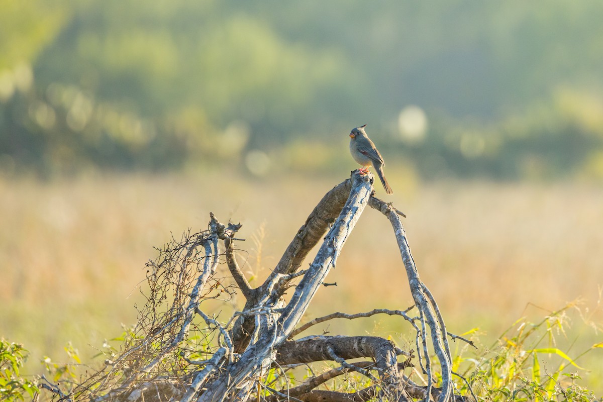 Pyrrhuloxia - ML646789755