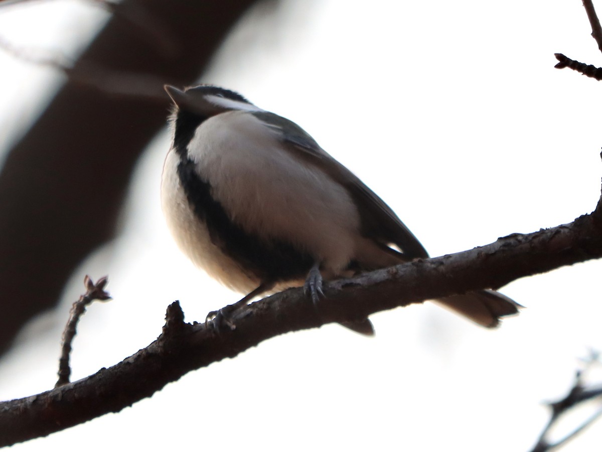 Asian Tit - ML646789756