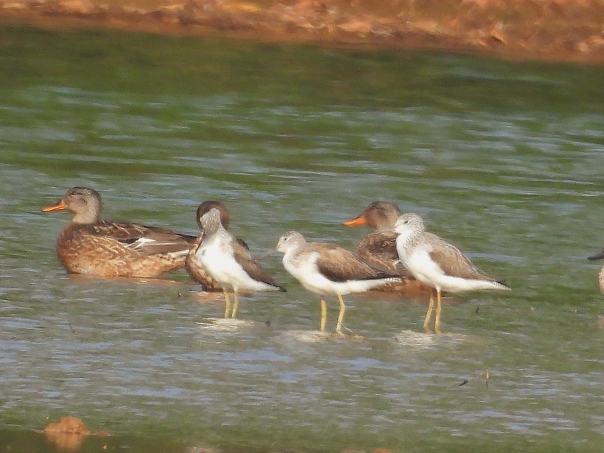 オカヨシガモ - ML646789757