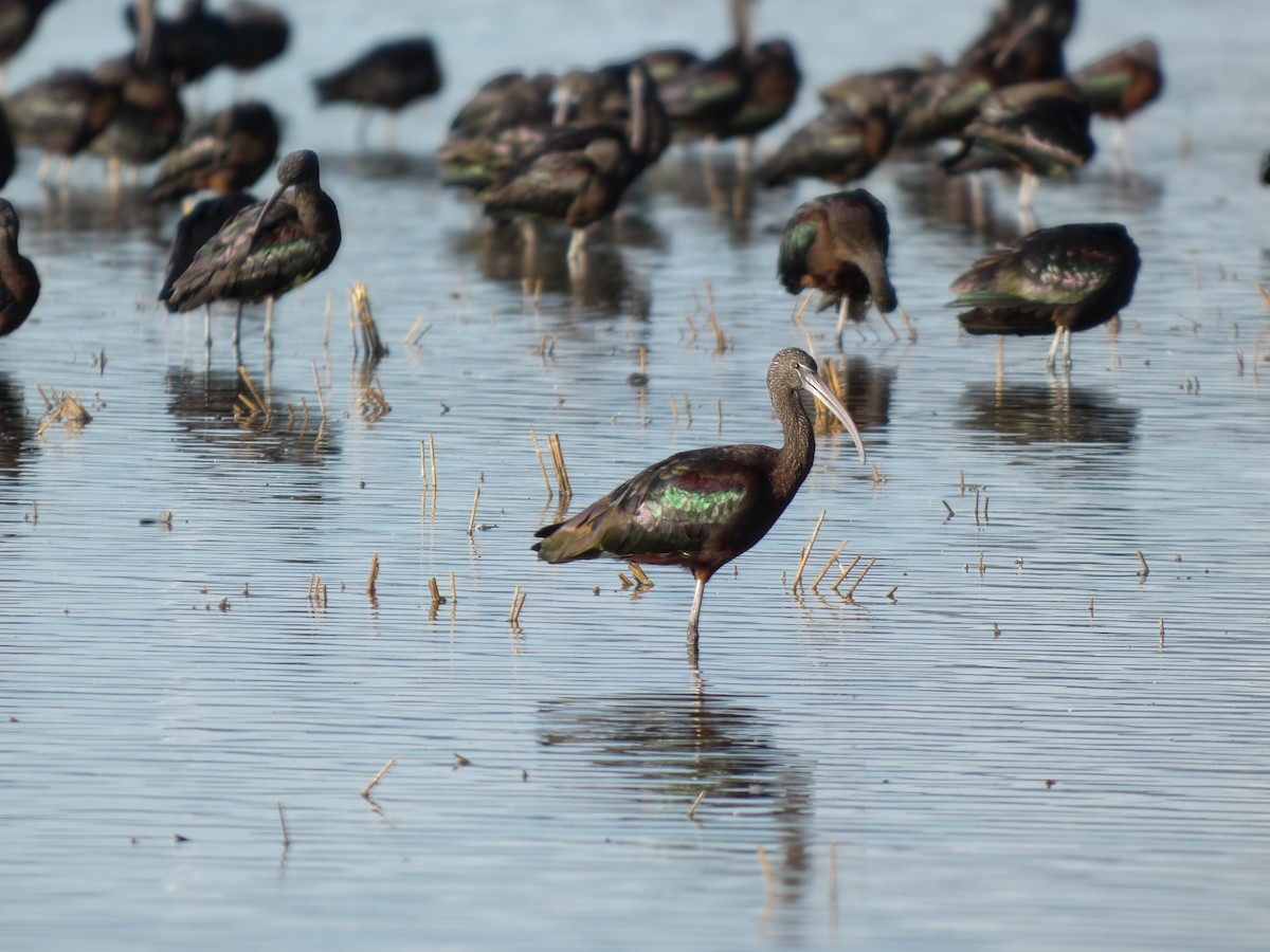 Glossy Ibis - ML646789758