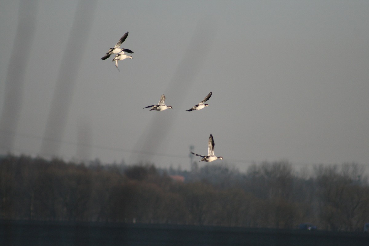 白秋沙 - ML646789759