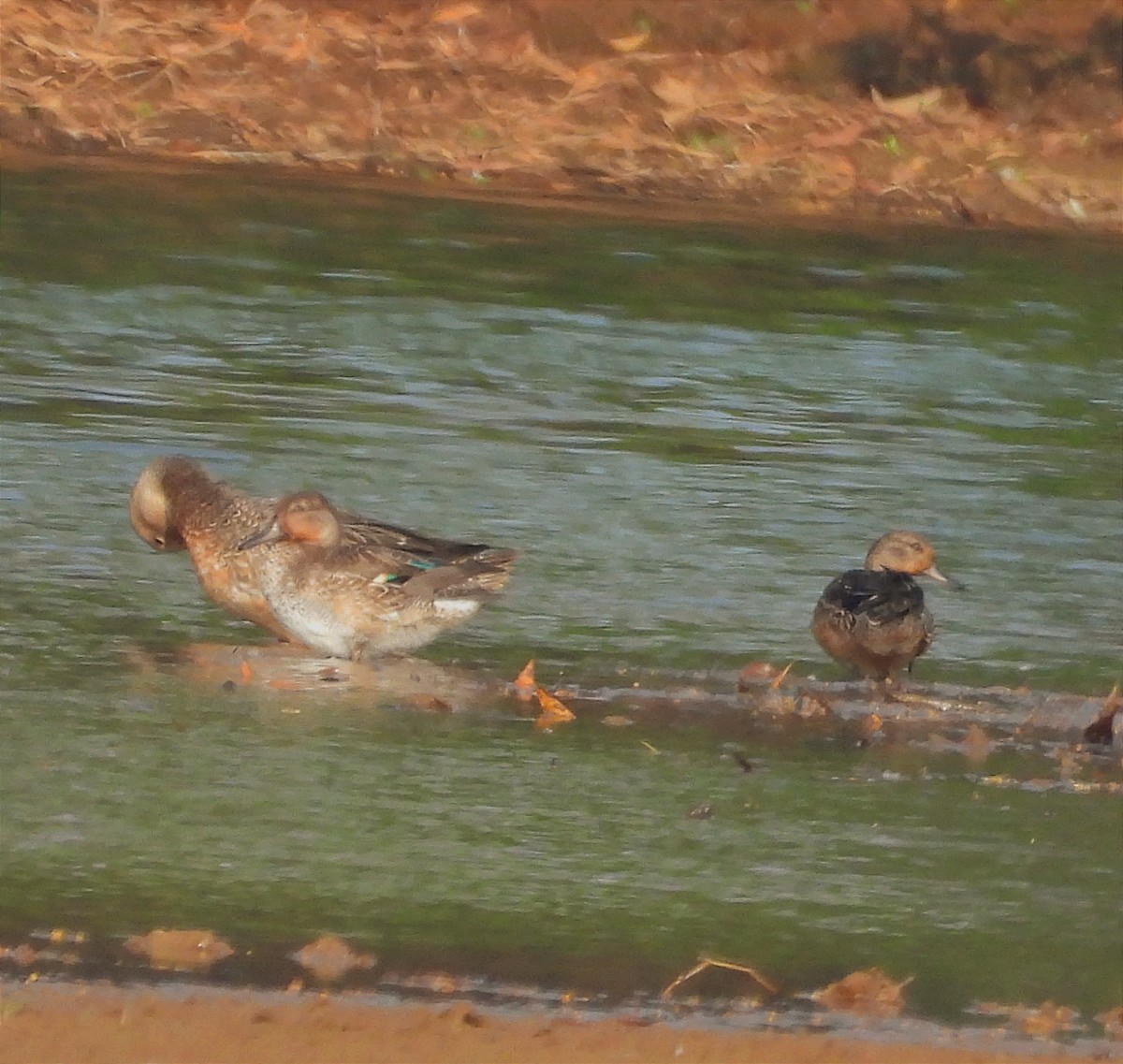 コガモ - ML646789760