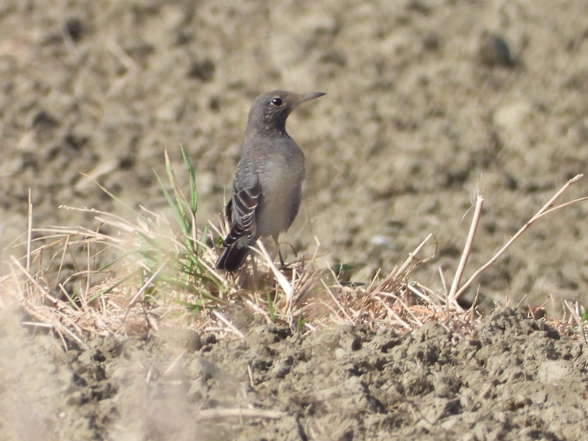 Gökardıç - ML646789762