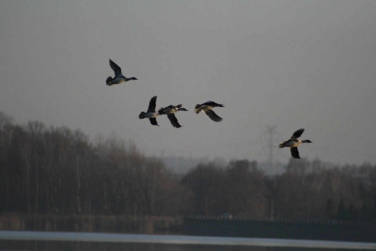 白秋沙 - ML646789763