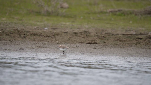 Puna Plover - ML646789765