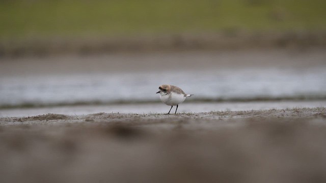 Puna Plover - ML646789766