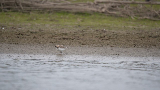 Pluvier de la puna - ML646789767