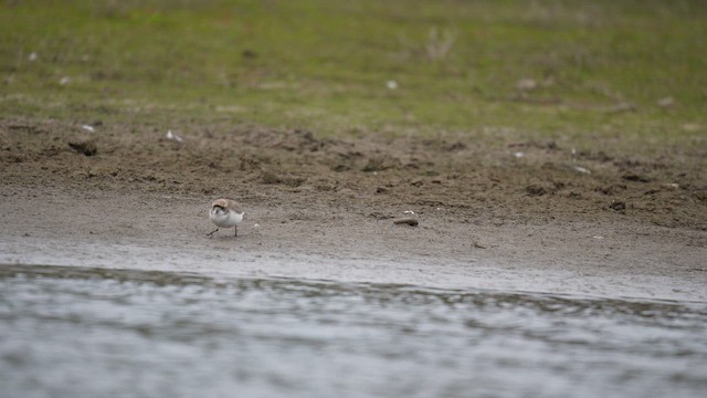 Puna Plover - ML646789772