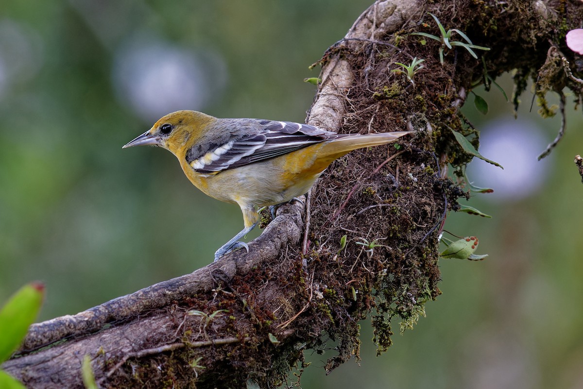 Baltimore Oriole - ML646789774