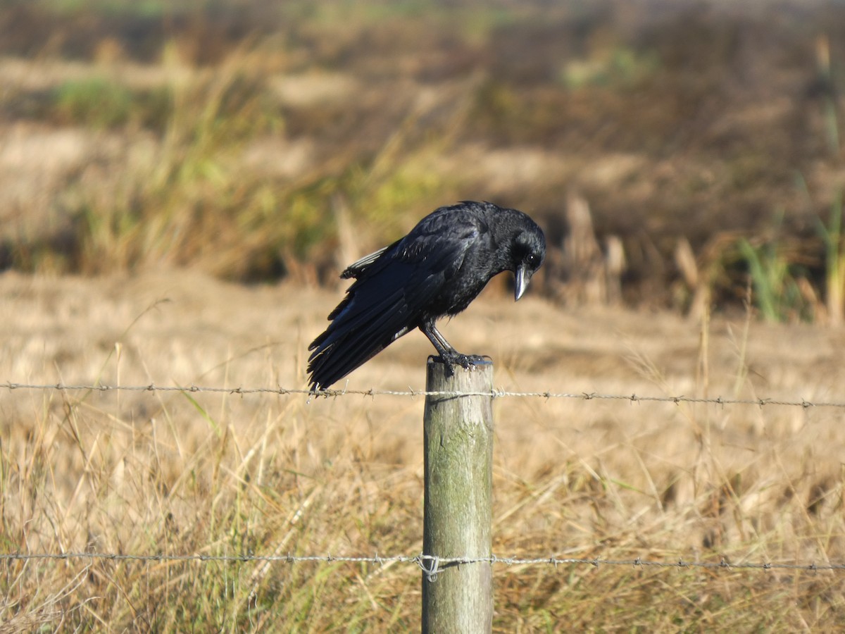 Carrion Crow - ML646789775