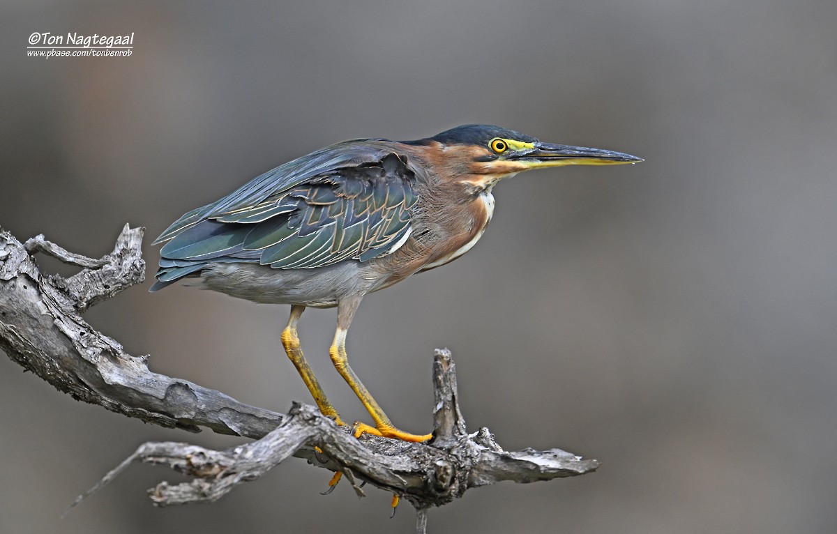 Green Heron - ML646789776