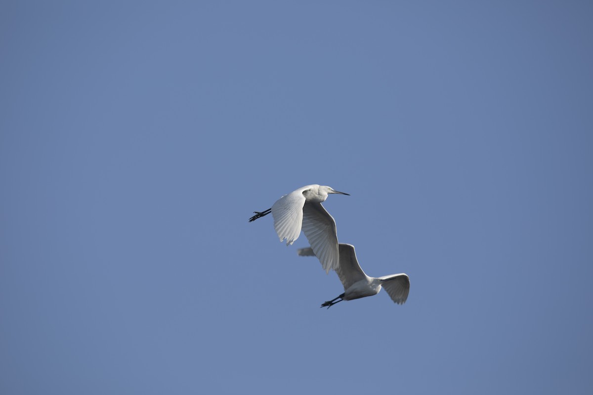 Koartzatxo txikia - ML646789777