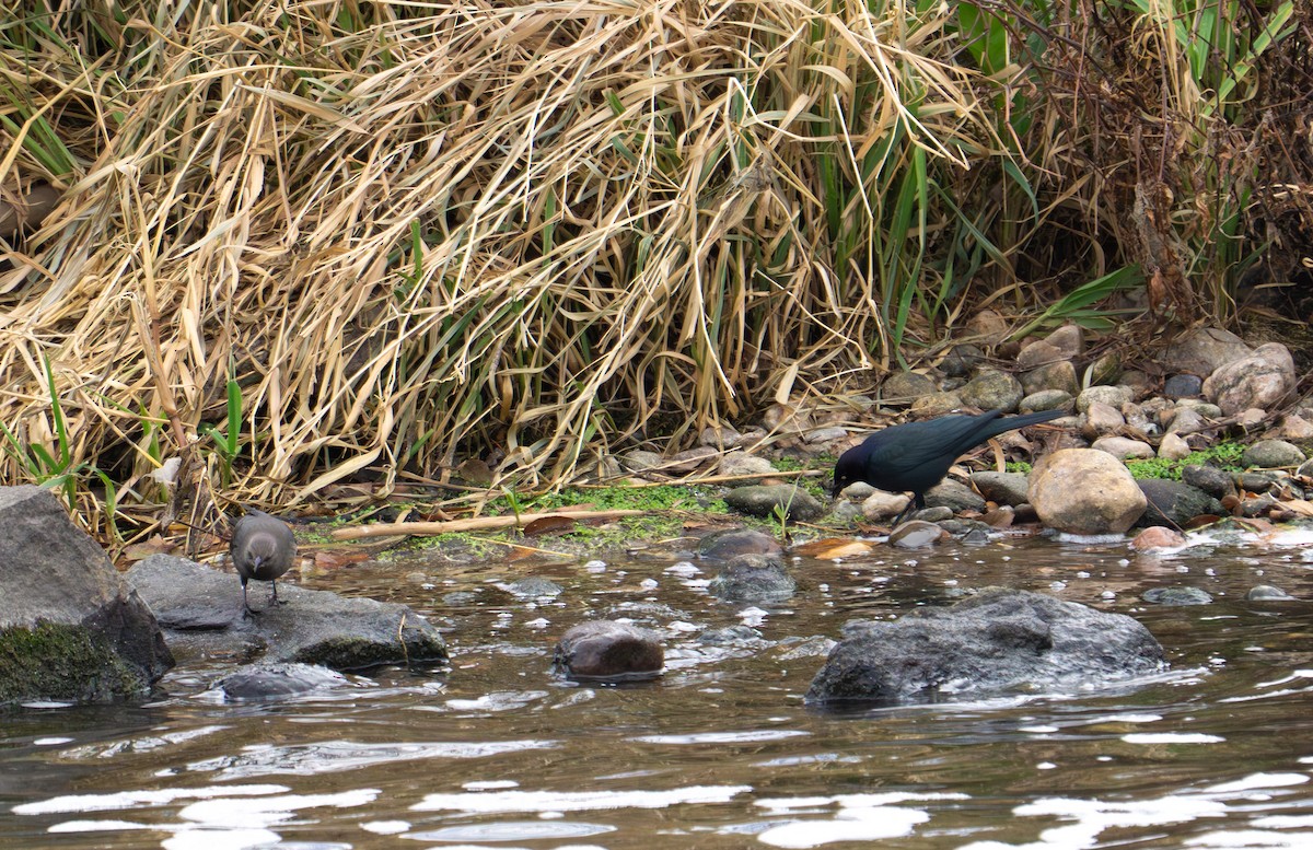 Brewer's Blackbird - ML646789780