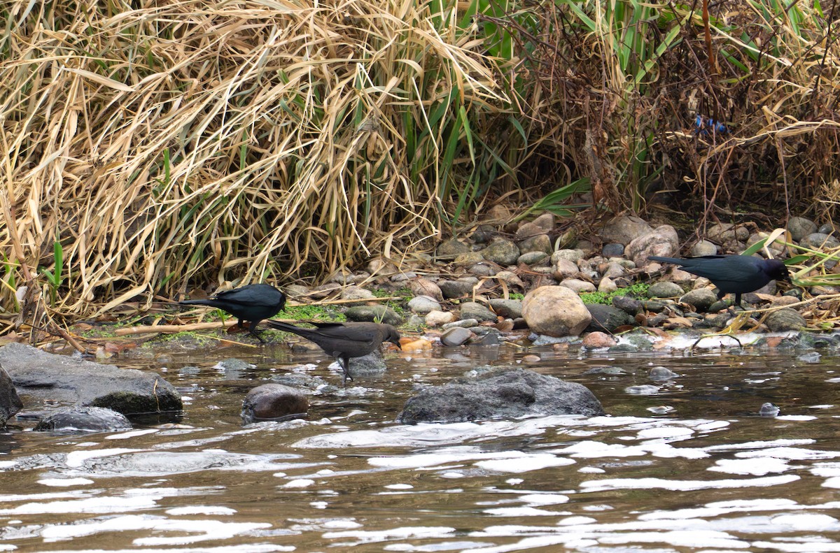 Brewer's Blackbird - ML646789781