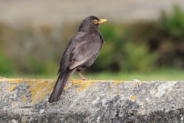 Zozo arrunta - ML646789783