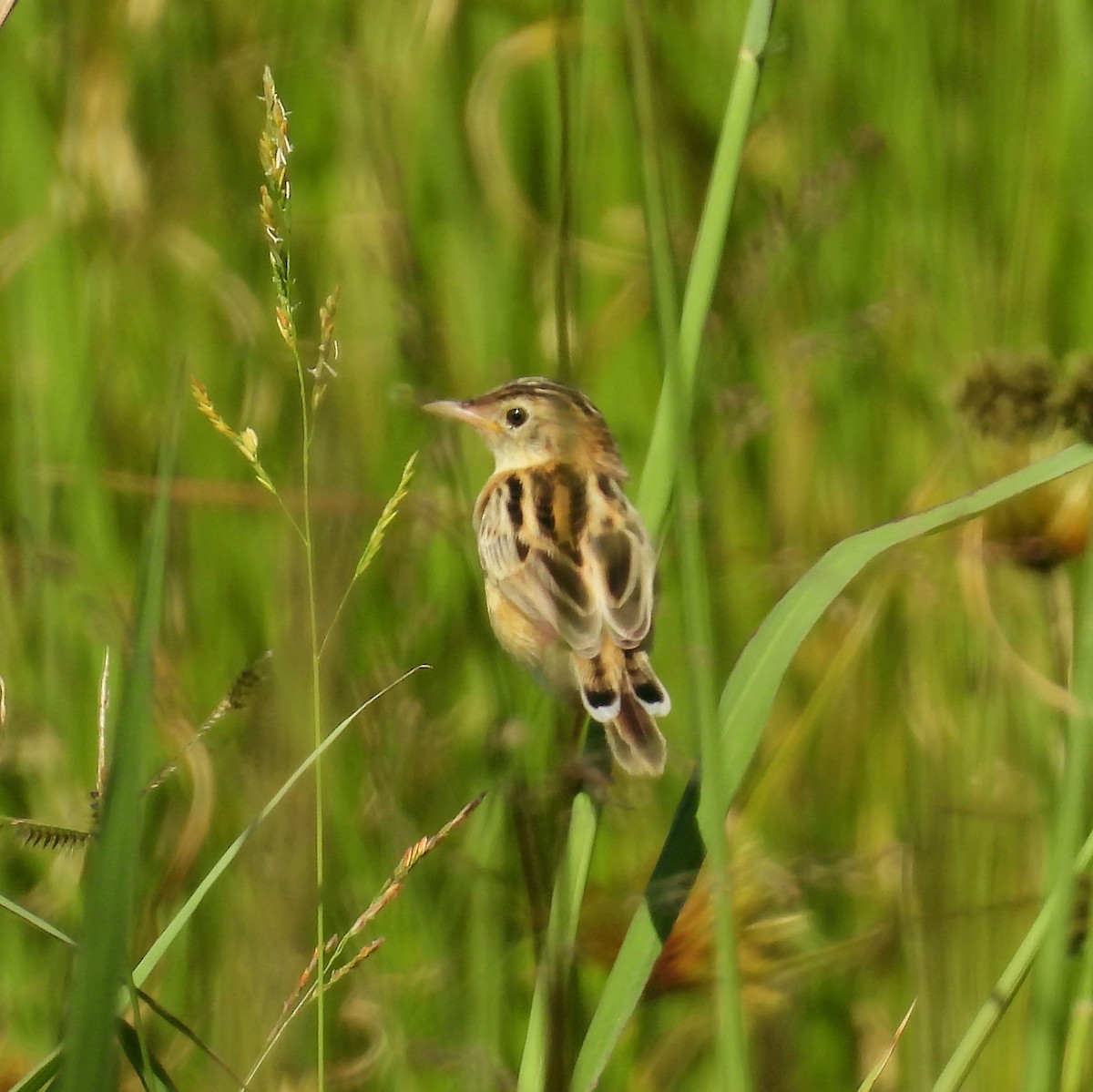 Ihi-txoria - ML646789784