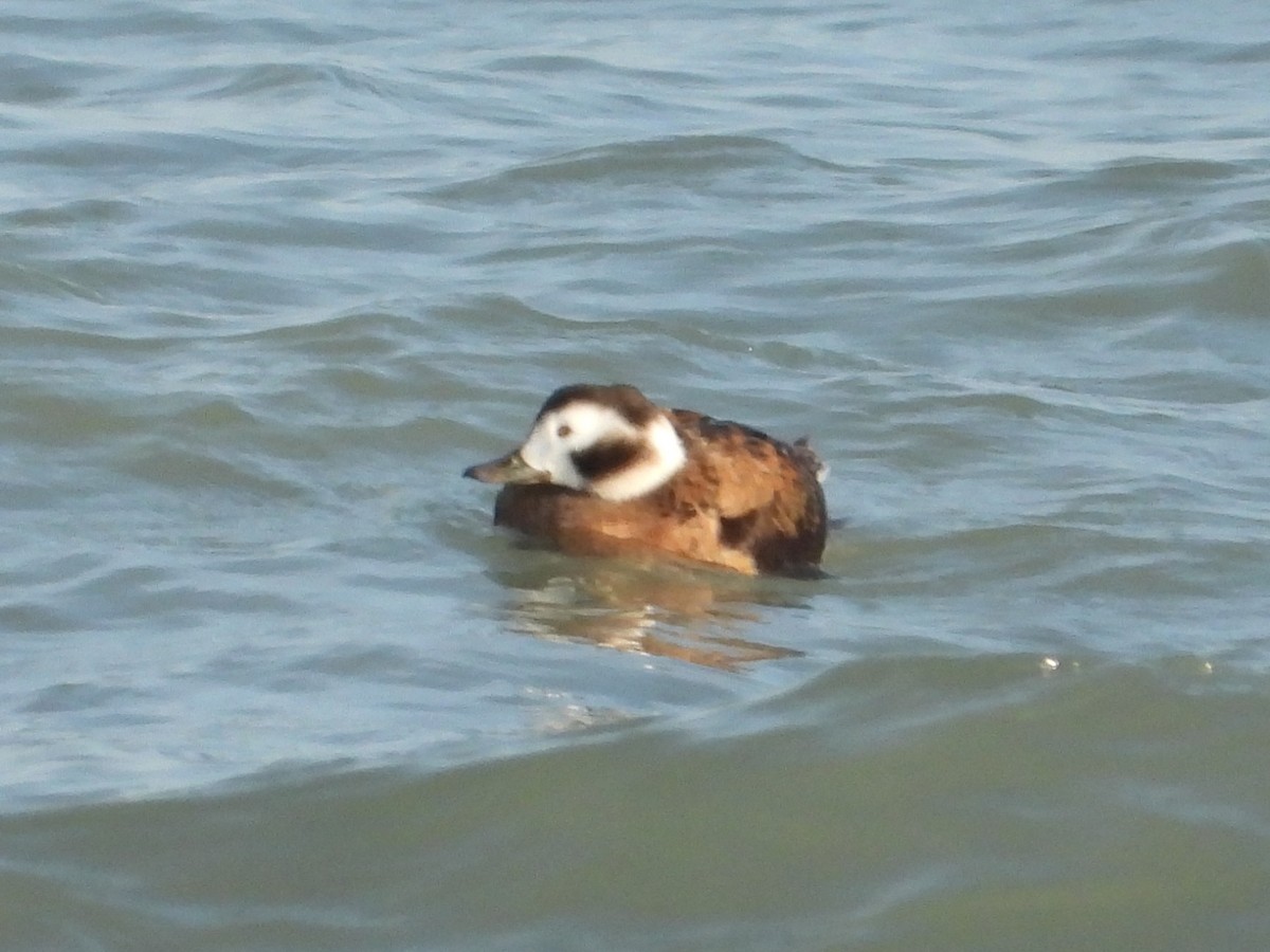 Izotz-ahatea - ML646789788