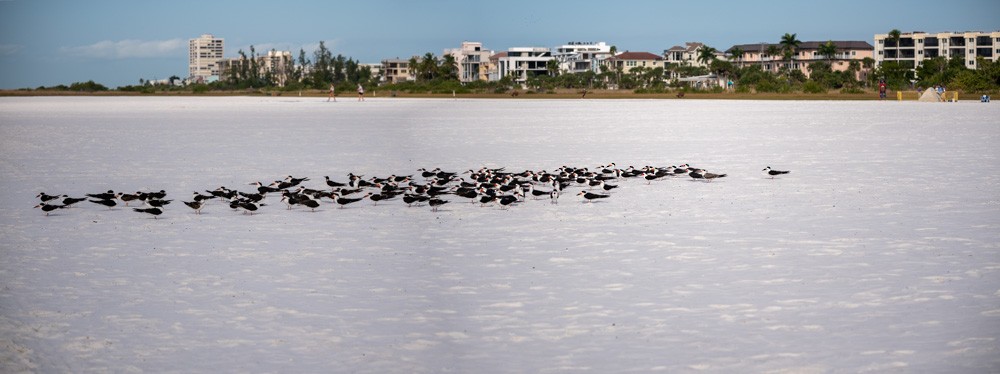 Aizturmoko amerikarra - ML646789789