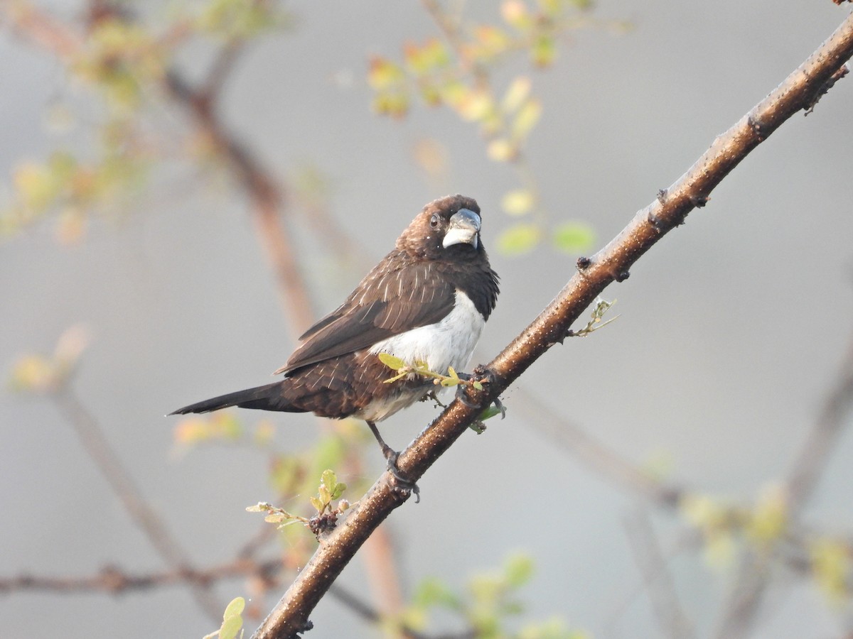 White-rumped Munia - ML646789792