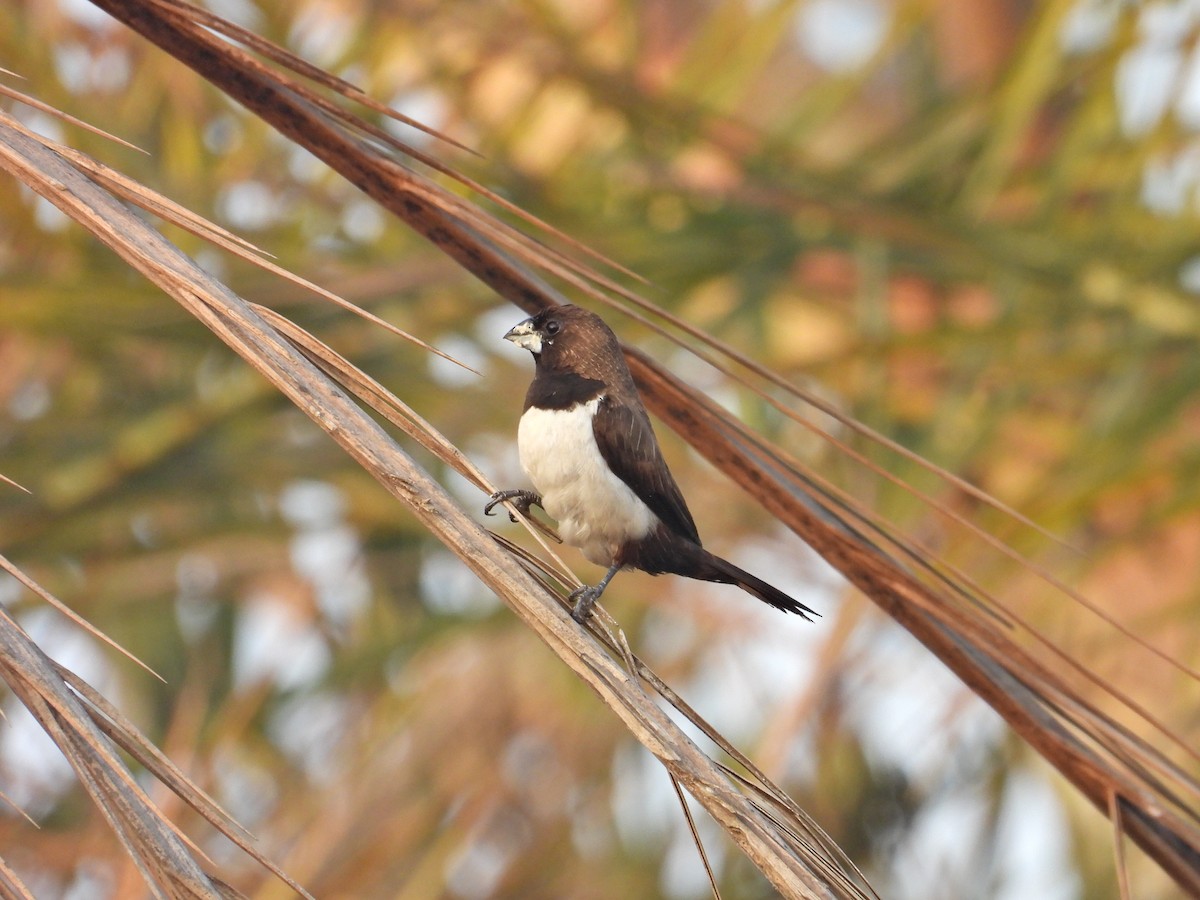 White-rumped Munia - ML646789793