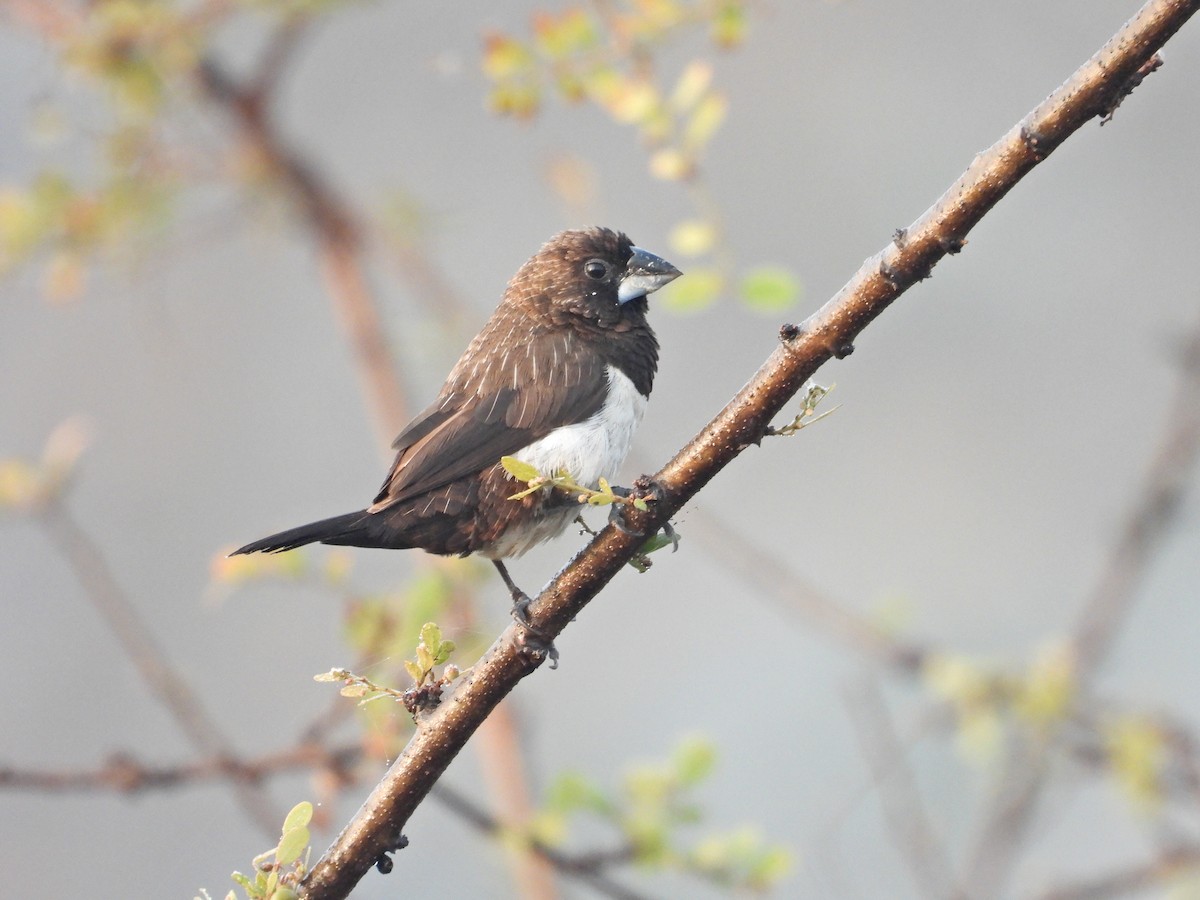 White-rumped Munia - ML646789794