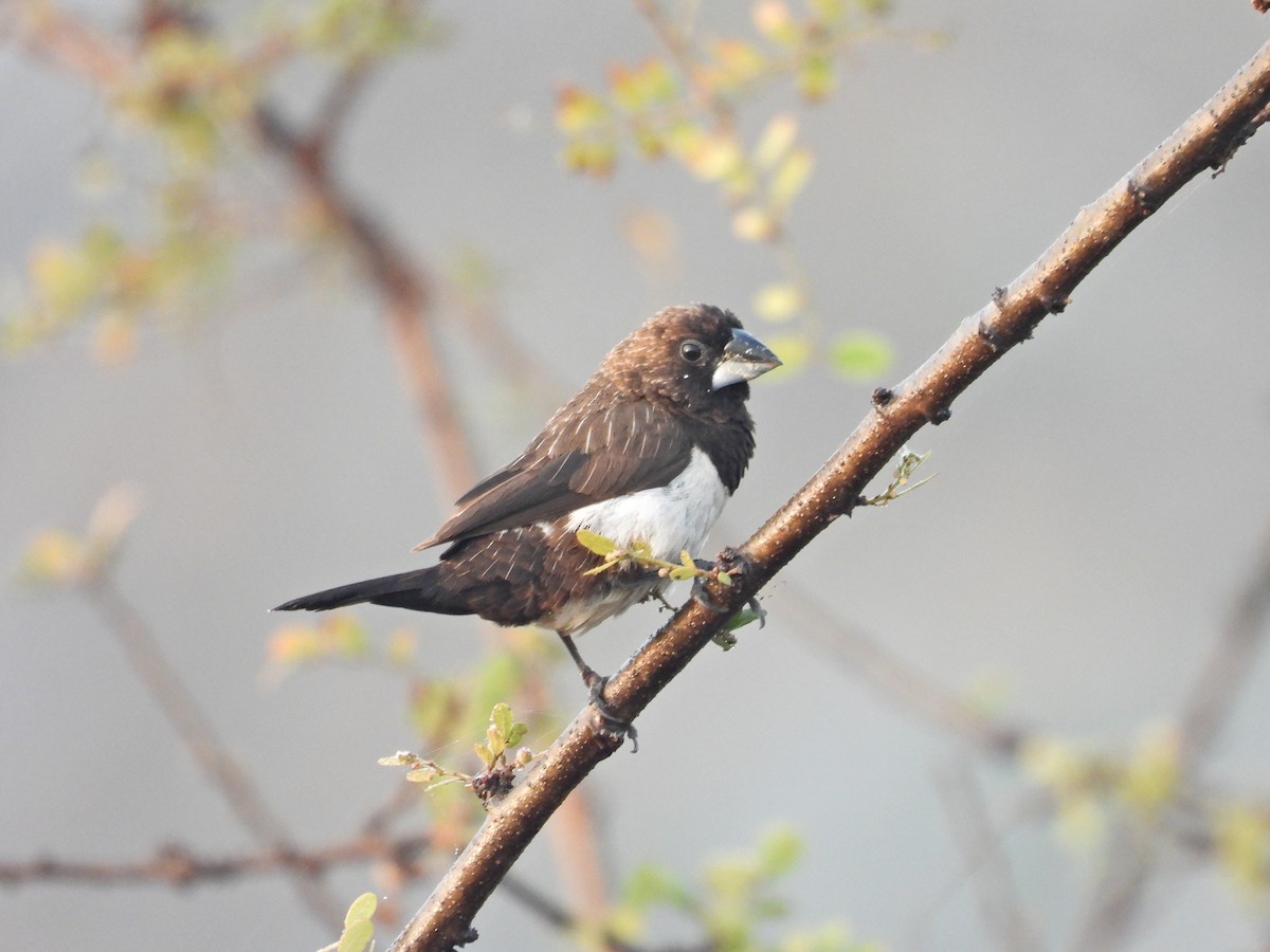 White-rumped Munia - ML646789795
