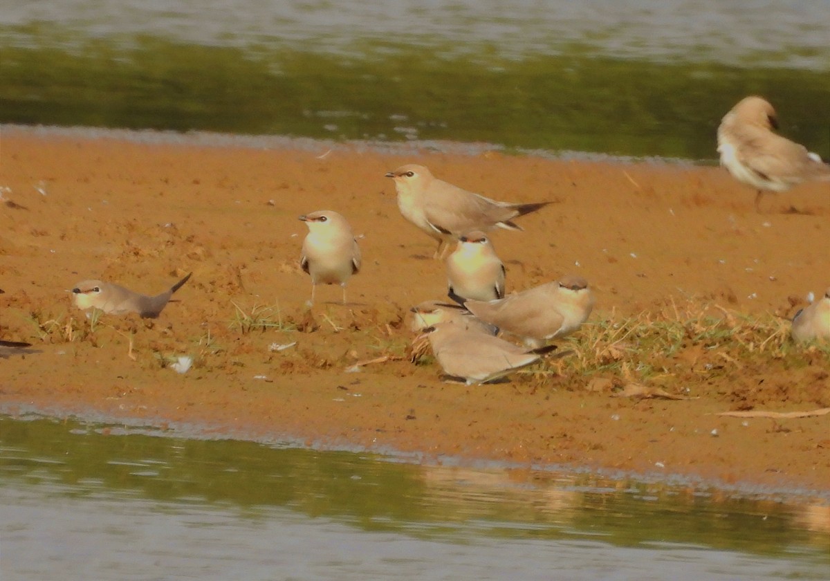 Pratinkola txikia - ML646789796