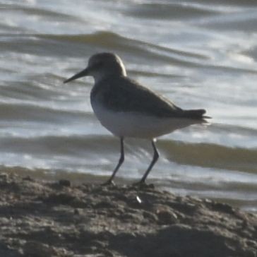 Txirri txikia - ML646789797