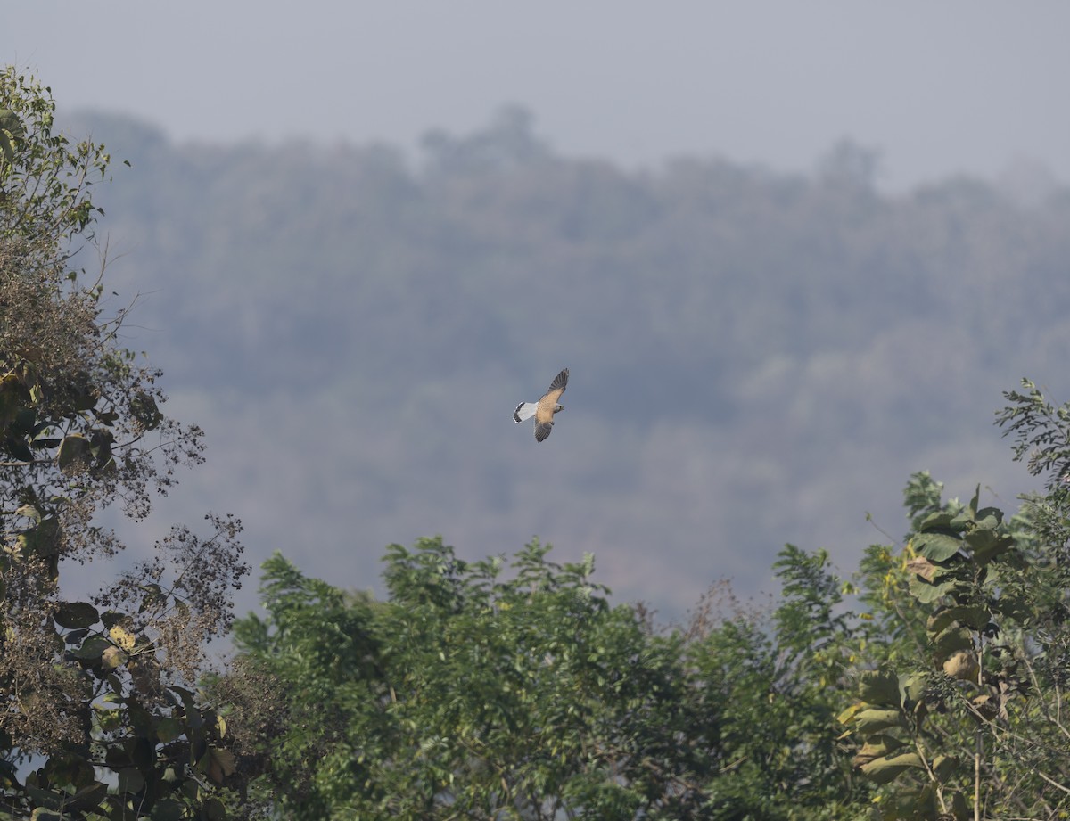 Belatz gorria - ML646789798