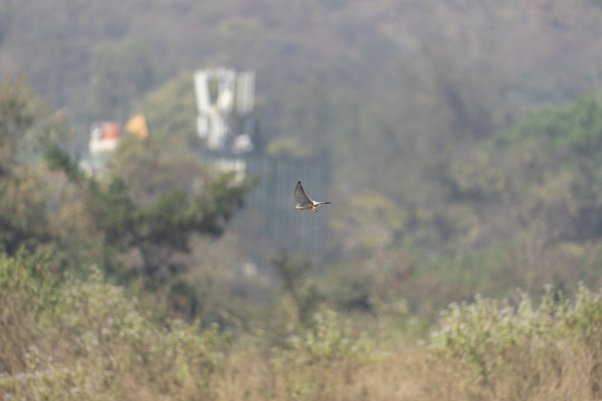 Belatz gorria - ML646789799