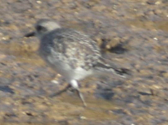 Txirri grisa - ML646789800