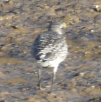 Txirri grisa - ML646789801